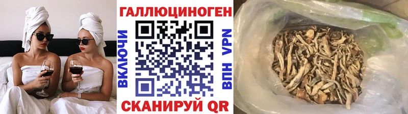 где продают наркотики  Ардатов  Псилоцибиновые грибы Psilocybe 